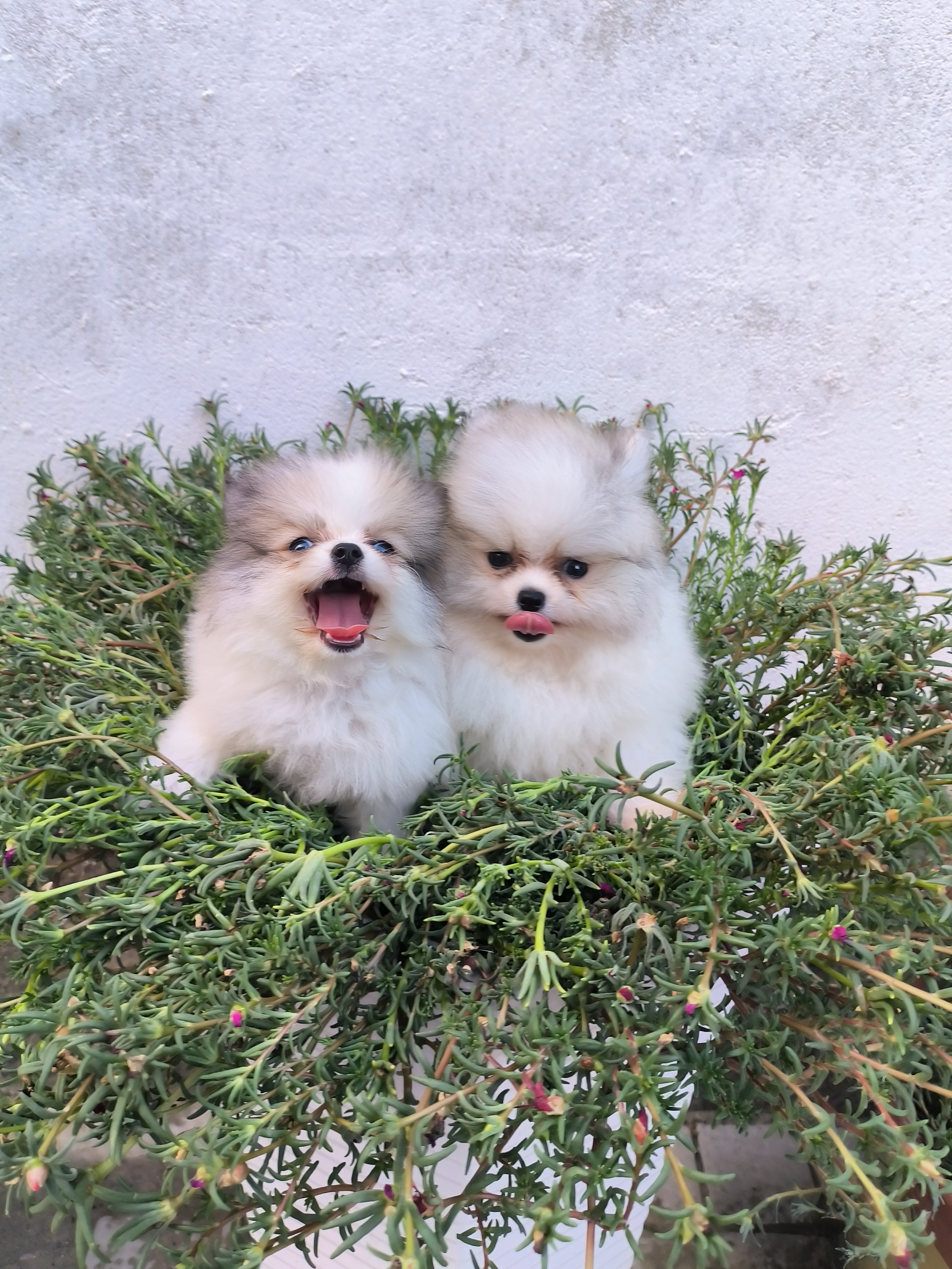 三色💐花博美